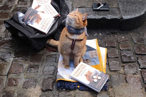 cat in a flat london|cat in a flat payment.